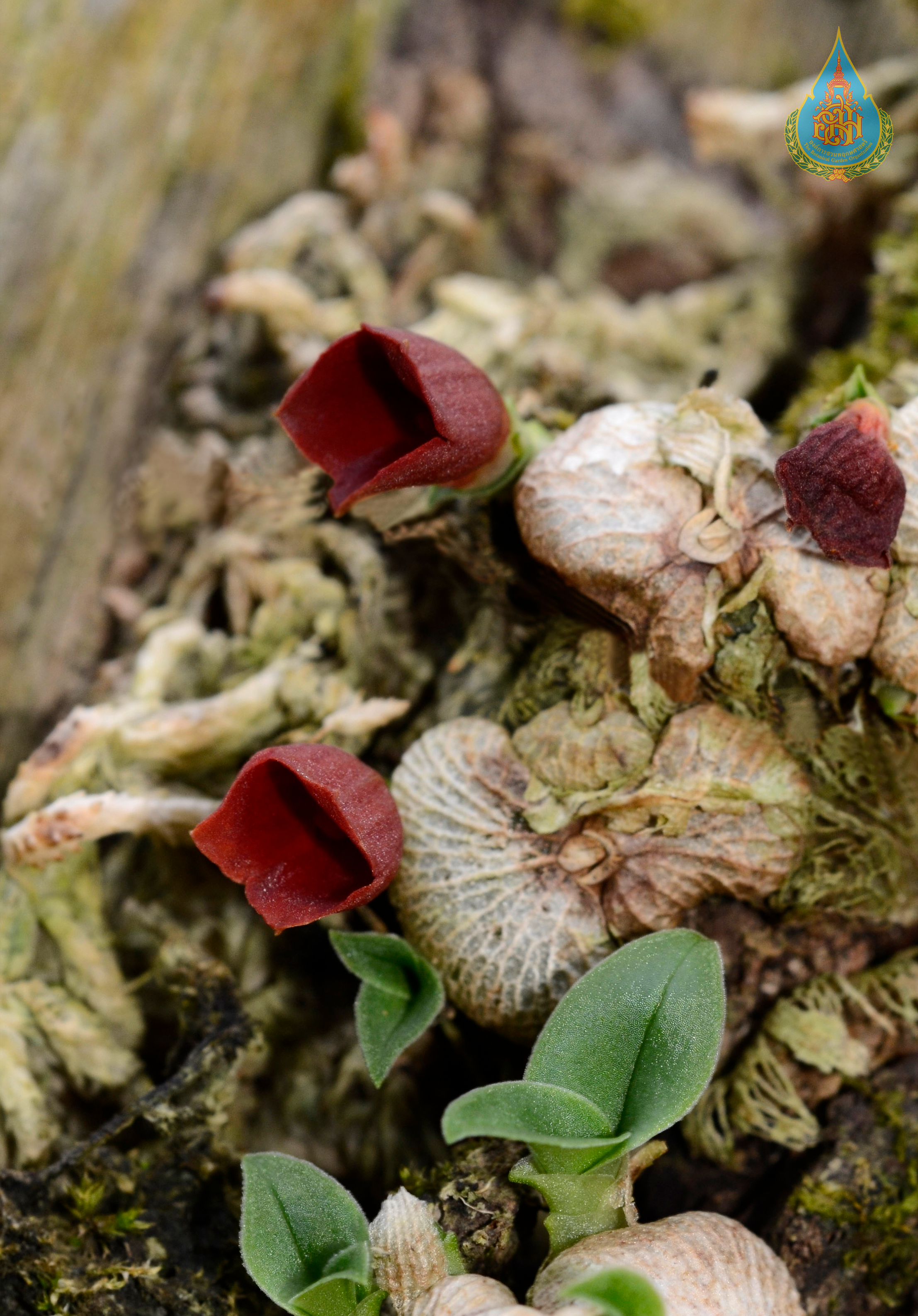 เอื้องรังนกไทยทอง Porpax thaithongiae Suddee, Promm. & Watthana<br/>ORCHIDACEAE